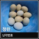유정농장 | 난각번호 사육환경번호 의미와 할머니네 닭이 낳은 초란 청란 먹어본 후기