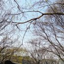 산마루공원 | 두류공원벚꽃 ㅣ 대구아이랑 가기 좋은 대구두류공원 벚꽃 나들이 후기