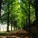 메타세콰이어길 이미지