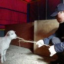 후계자농장 이미지