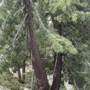 Timber Mountain Via Icehouse Canyon 04-25-2026 이미지
