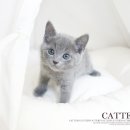 블루&펫 이미지