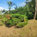 수목농장 이미지