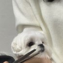 안산크라운애견미용학원