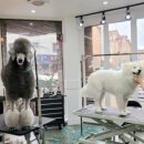 그루밍 캐나다 이미지