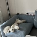대촌마을농부 | 당진 애견독채숙소 파머스데이 2박3일 내돈내산 후기