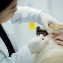 미소동물병원(출장진료전문동물병원) | 인천 운남동 동물병원 강아지 유치발치, 영구치의 건강한 자리를 위해 적기에 도와주어야 합니다.