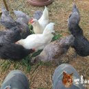 꼬꼬야놀자 네이버블로그
