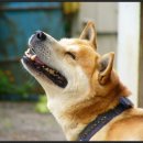 우리집강아지 이미지