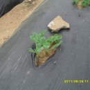 한구농장 이미지