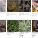 성실농장 | 사노라면 왈가닥 며느리 함양 농장 고추 고구마 농산물 주문처 정보