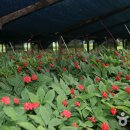 금산인삼 이미지