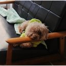 곁에 있을개 네이버블로그