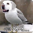 셀럽도기 이미지