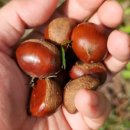 풍천사슴농장 이미지