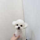 아우어펫 네이버블로그