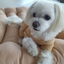 하나행운켄넬 | 펫브랜디 대형견 쿠션 튼튼하고 편안한 강아지 마약방석 사용후기