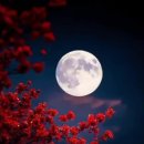 25년 11월 23일 일요일 입니다.(Que sera sera)케 세라 세라 이미지