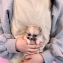 내품안의반려견 은평점 이미지