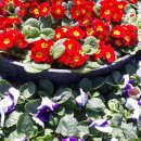 예덕옹심이칼국수 이미지