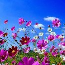 코스모스 이미지