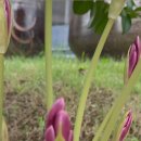 쌍향수길 이미지