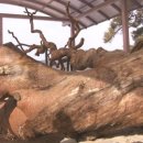 왕소나무길 이미지