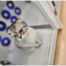 고양이 미용 미오 이미지