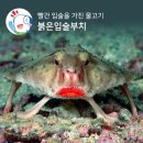 부치