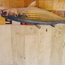 훼미리호좌대낚시터 이미지