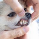 (주)대웅펫 이미지