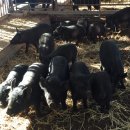 까망농장 이미지