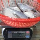 6월3일.목포황석어,병어,파먹갈치,활민어,활광어,활참돔,선어참돔,딱돔,박대,통치,한치,아귀,박대,덕자,잡어 이미지