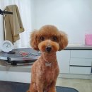 심쿵하개 이미지