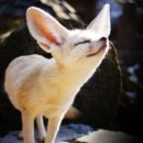 어린왕자와 사막여우 이미지