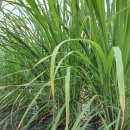 요한농장 이미지