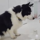 멍멍캐슬 이미지