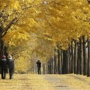 은행나무의 세월(한국일보) / 일출, 일몰 전후 걷기 빛viit명상 / 걷고 또 걸으면서 내면과 속삭여라 이미지