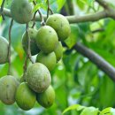 억대농장 이미지