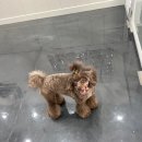 쁘띠꼬미