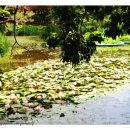 경상남도수목원(수생식물원) 이미지