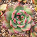 아도라블 이미지