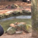 킹콩비어 | 4일차 | 빈펄사파리, 딘커우사원, 마사지, 소나시야시장, 킹콩마트, 침향, 위즐커피 쇼핑, 푸꾸옥 APEC