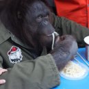 우탄