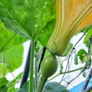 산우 농장 이미지