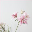 청양냉면 이미지