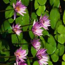 구덕공원 이미지