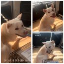 신월8길 노트펫