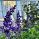 블루아짐 이미지