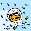 비가 오는 날엔 헨 (hen)ㅡ어떤형태 이미지